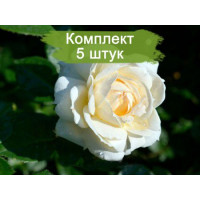 Комплект 5шт  / Роза Монд Жарден (плетистая)